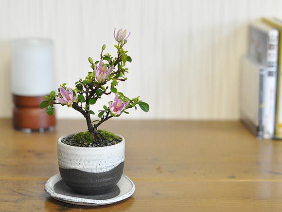 楽天市場】ミニ盆栽 睡蓮木 受け皿付き ミニミニ盆栽 花 スイレンボク