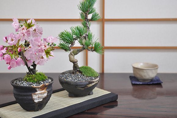 楽天市場】桜 盆栽 松 五葉松 ミニ盆栽 ミニ 信楽焼 ペア 桜盆栽 松