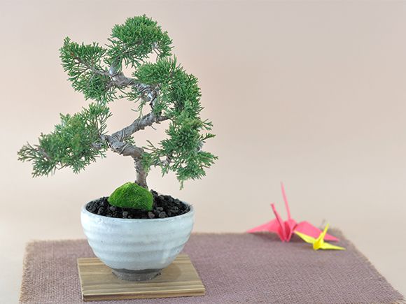 楽天市場】盆栽 真柏 ミニ盆栽 初心者 室内 鑑賞 盆栽入門 趣味 ミニ