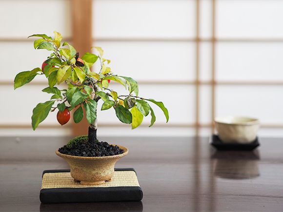 楽天市場】盆栽 柿 5年生 ミニ盆栽 老爺柿 ロウヤガキ 実もの 初心者