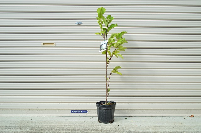 楽天市場】2026年花芽確認苗【白木蓮苗】いい香りの白花の花が咲きます