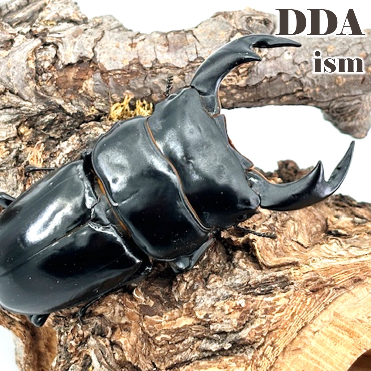 楽天市場】世界最大のオオクワの一つ！【DDA】超特大！インド