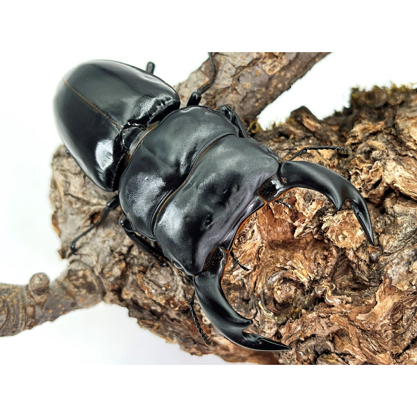 楽天市場】【DDA】インドアンタエウス(ガントク産) 成虫 ♂65～特大