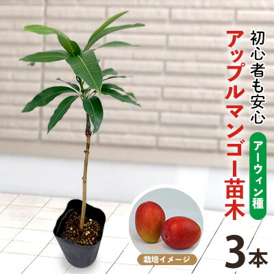 楽天市場】アップルマンゴー 苗の通販