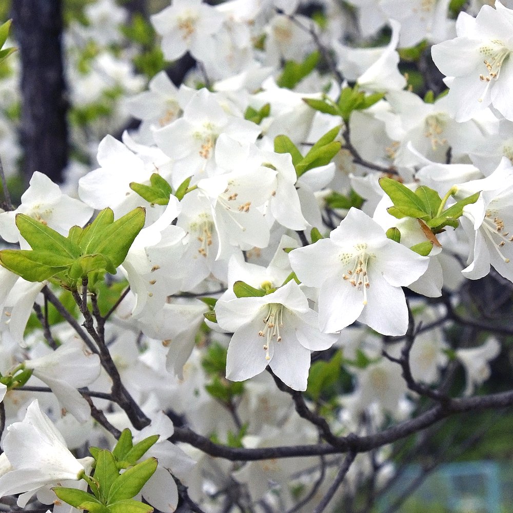 楽天市場】『 シロヤシオ ツツジ 根巻株 3株 』 樹高約20cm 苗 苗木