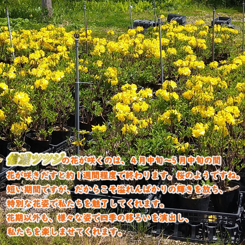 楽天市場】希少種 八重咲き 信濃 ツツジ 苗 苗木「 銀河 」挿木2年生