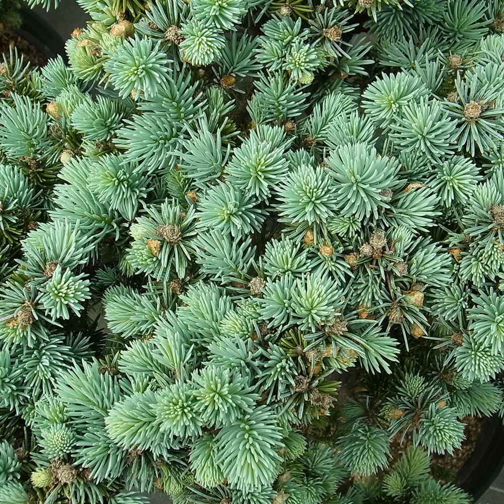 楽天市場】プンゲンストウヒ 『 グラウカ グロボーサ』 6号鉢 樹高15cm