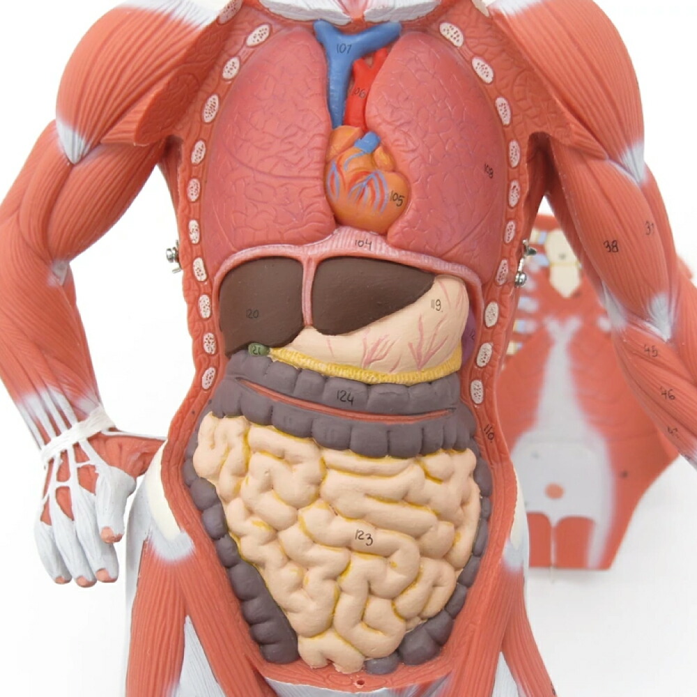 楽天市場】B59：筋肉解剖，1/4倍大・2分解モデル，無性 筋肉 内臓 人体