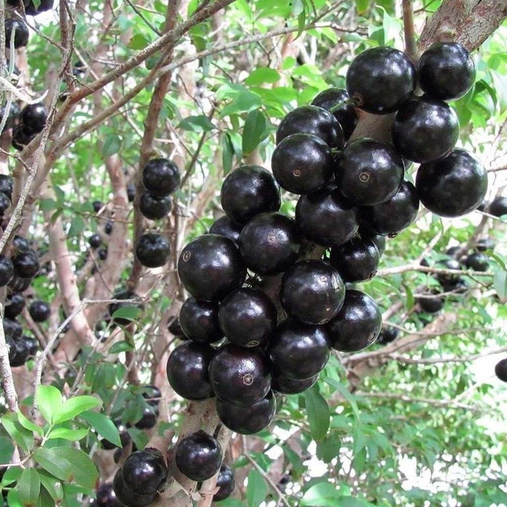 楽天市場】【マラソン☆ポイント5倍】ジャボチカバ 果樹苗 21cmポット