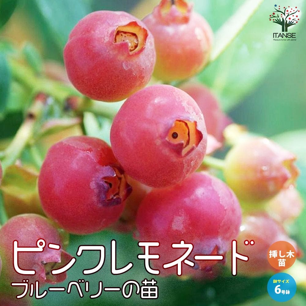 楽天市場】ピンクレモネード ブルーベリーの通販