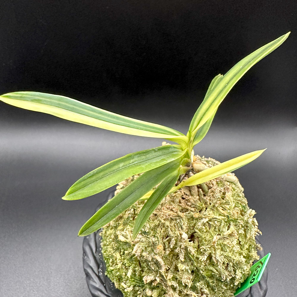 楽天市場】【店内全品2個同時購入10％OFFクーポン配布中】 富貴蘭 白