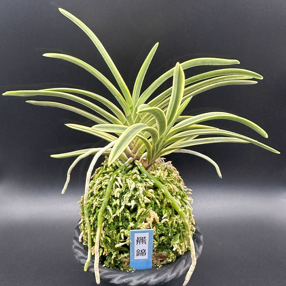 楽天市場】【店内全品2個同時購入10％OFFクーポン配布中】 富貴蘭 風蘭