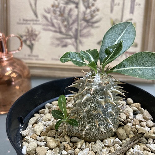 楽天市場】【訳あり】パキポディウム 恵比寿大黒(個体おまかせ1鉢) 3.5