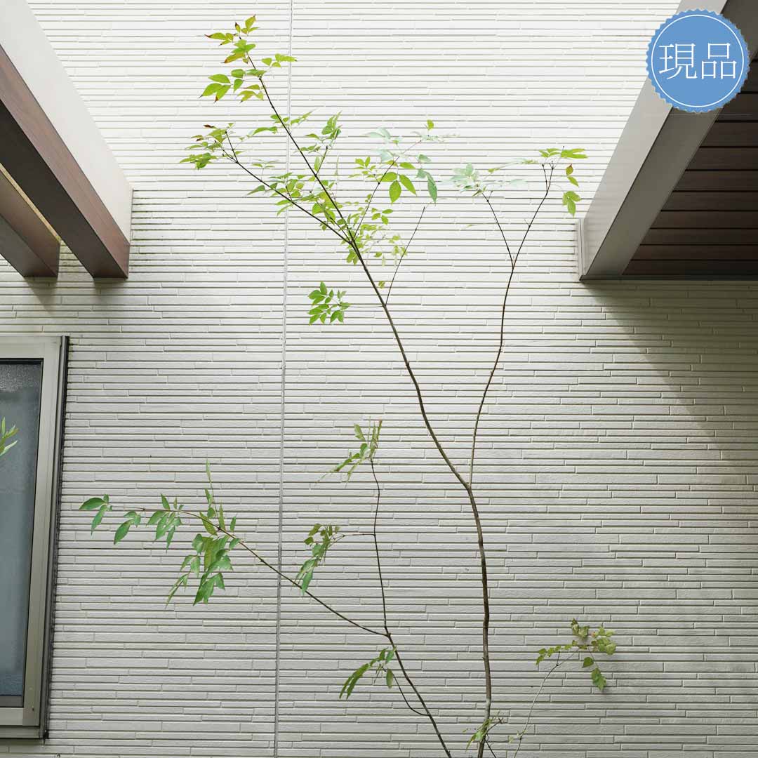 楽天市場】山採り【アオダモ】株立ち 自然風樹形 コバノトネリコ 樹高H