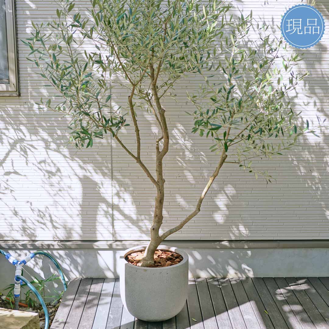 楽天市場】【現品】鉢植え【オリーブの木】ネバディロブランコ 自然風