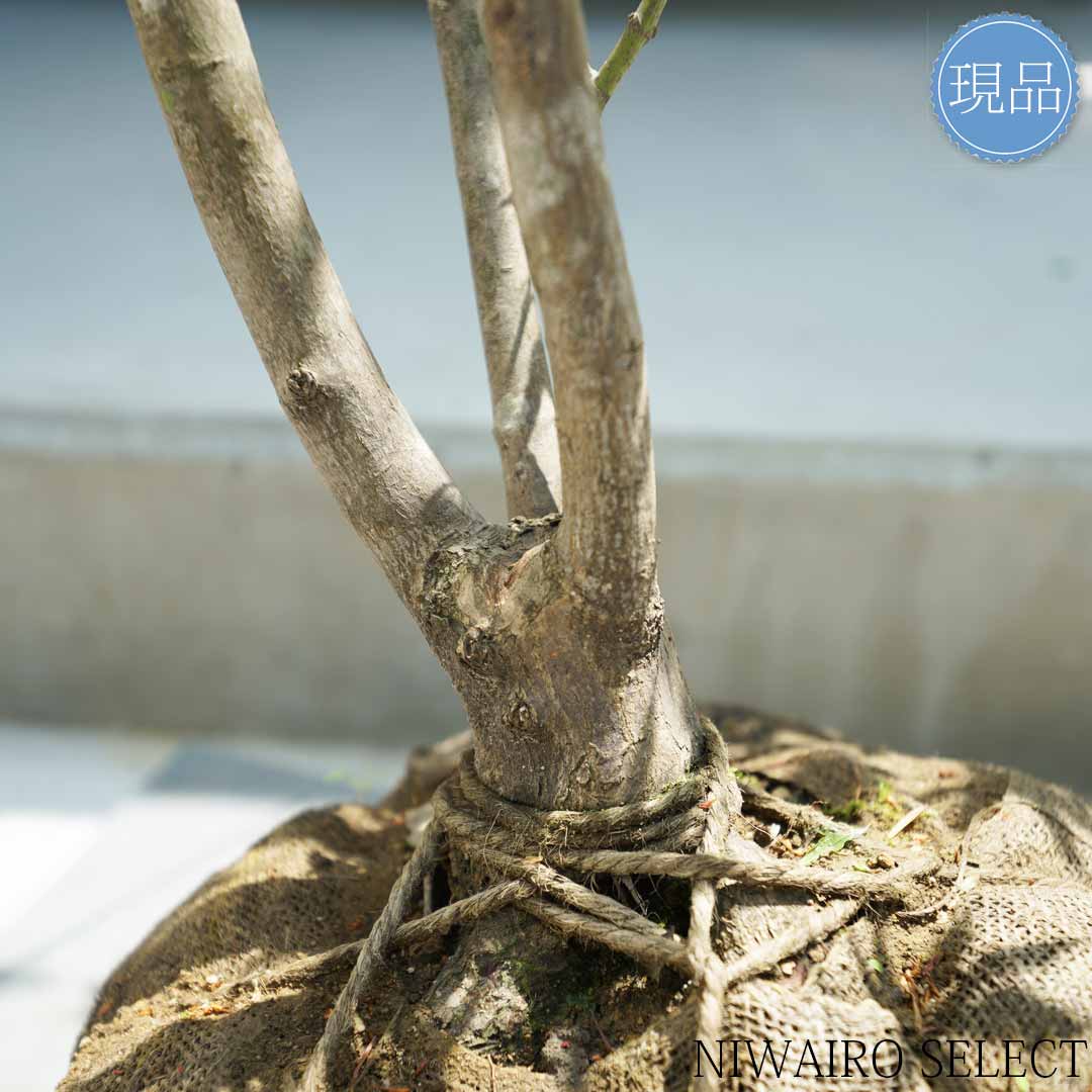 楽天市場】【現品】山採り【ヤマモミジ】紅葉 本株立ち 自然風樹形