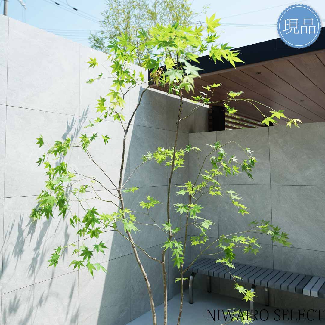 山採り ヤマモミジ 株立ち 美幹 自然樹形 【品番3528】 - メルカリ 山