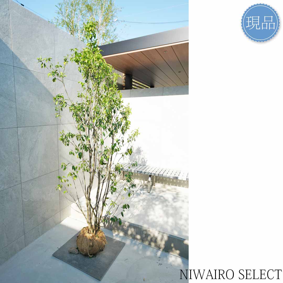 楽天市場】【現品】【ソヨゴ】株立ち 自然風樹形 雌雄不明 樹高H≒210