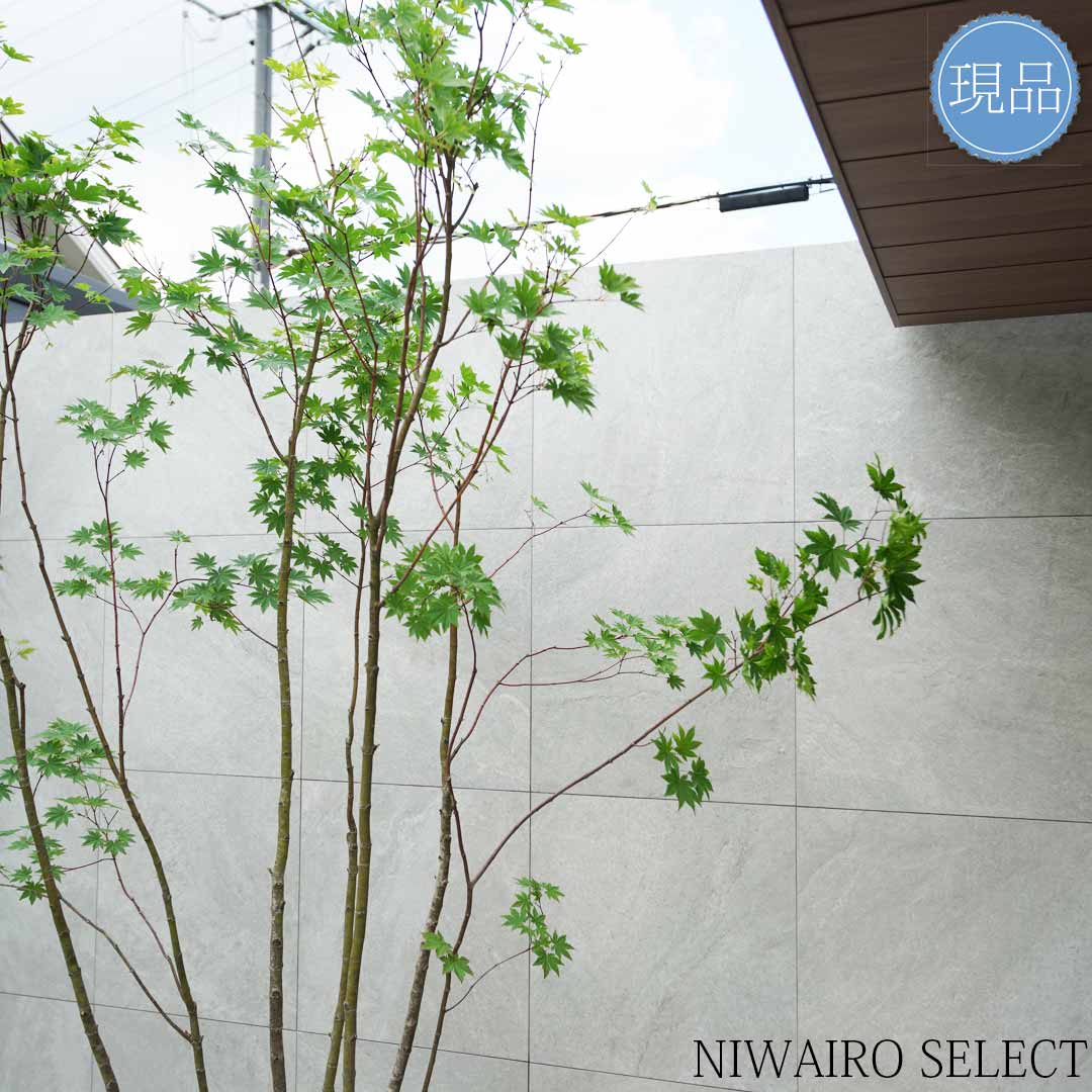 楽天市場】【現品】【コハウチワカエデ】楓 株立ち 自然風樹形 樹高H