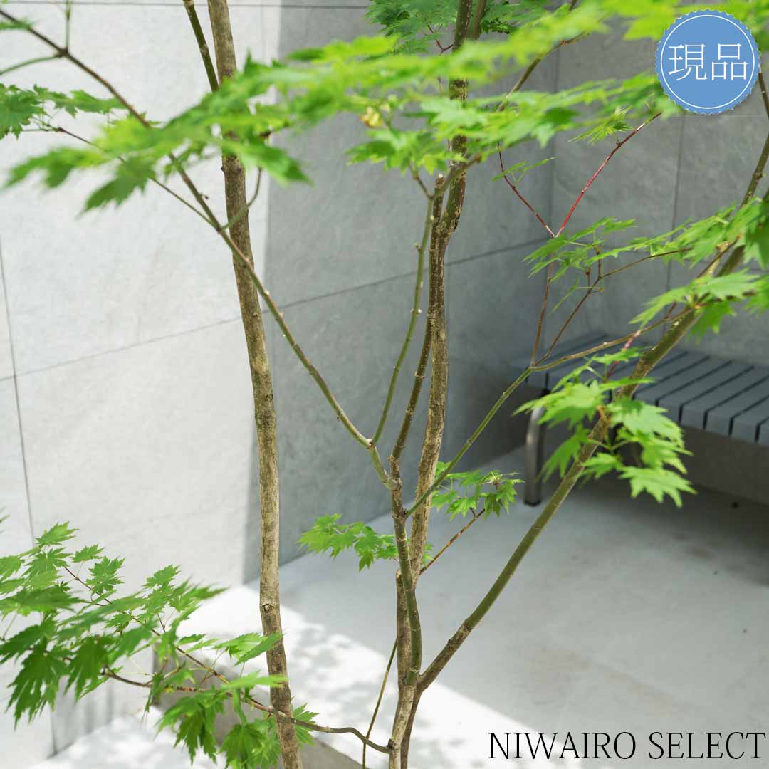 楽天市場】【現品】山採り【ヒナウチワカエデ】雛団扇楓 株立ち 自然風