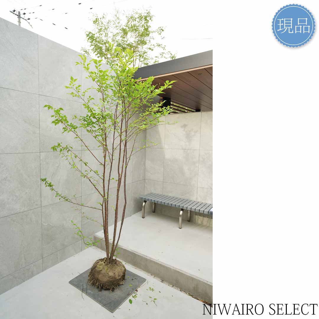 楽天市場】【現品】【エゴノキ】株立ち 自然風樹形 樹高H≒230 × 枝張W