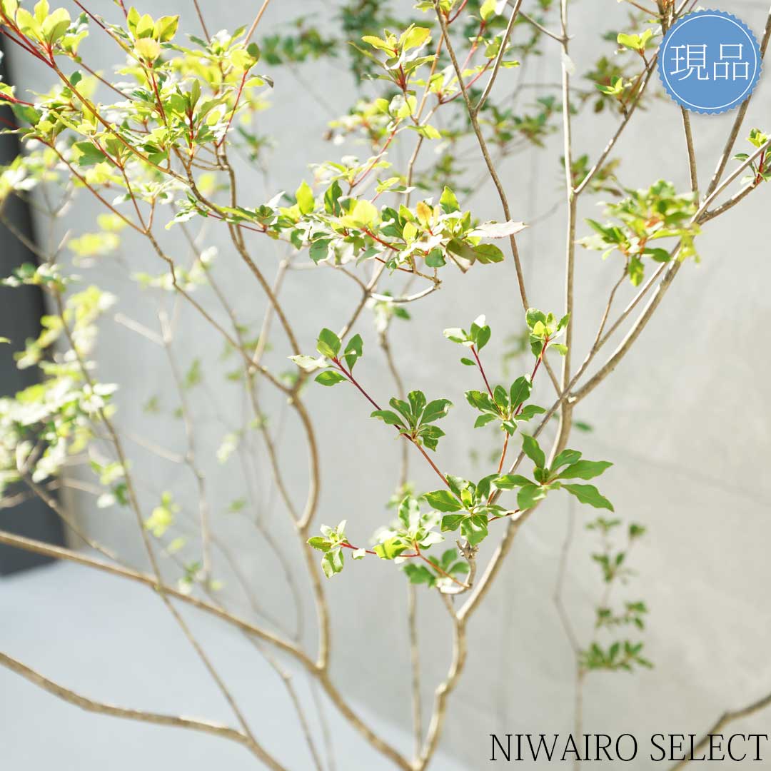 楽天市場】【現品】山採り【アブラツツジ】アブラドウダンツツジ 油