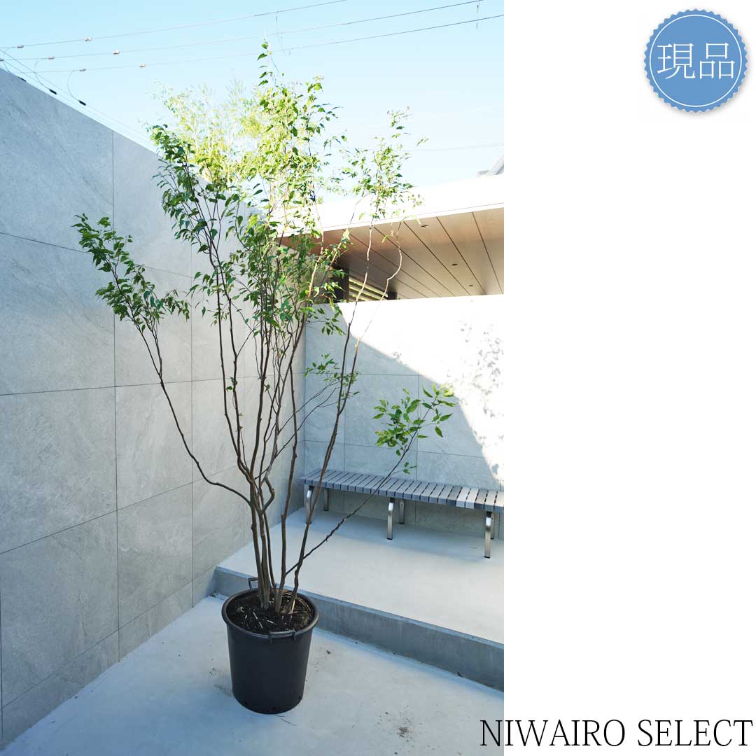 楽天市場】【現品】山採り【ハイノキ】株立ち 自然風樹形 樹高H≒235