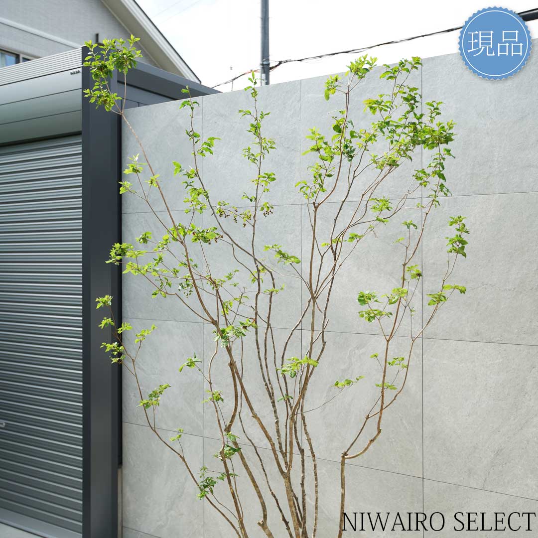 楽天市場】【現品】山採り【ナツハゼ】夏櫨 本株立ち 自然風樹形 樹高H