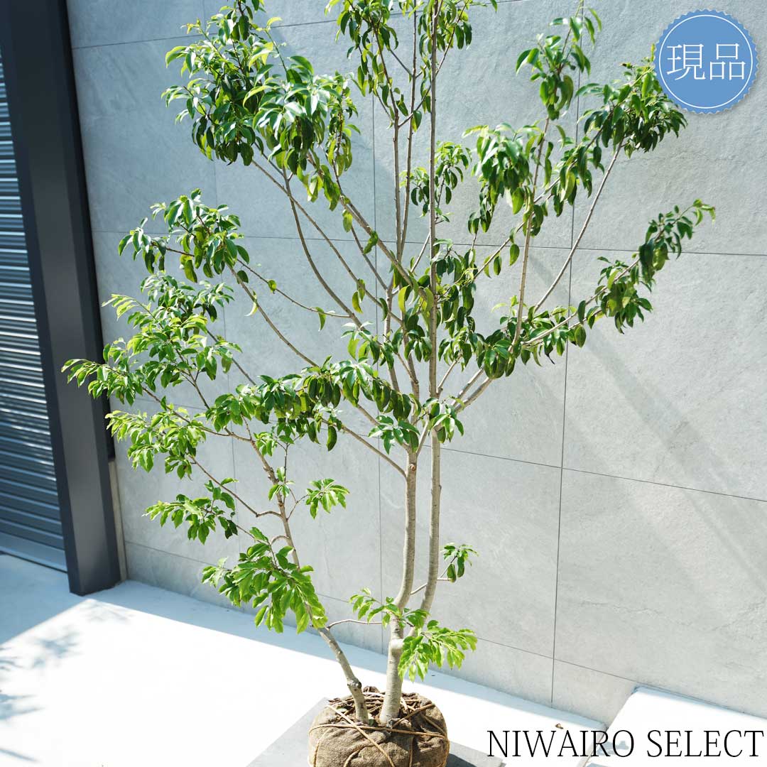 楽天市場】【現品】【ソヨゴ】株立ち 自然風樹形 雌雄不明 樹高H≒205