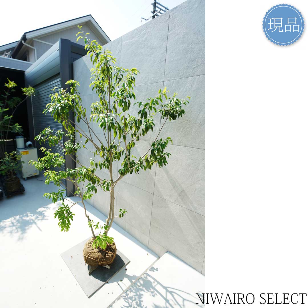 楽天市場】【現品】【ソヨゴ】株立ち 自然風樹形 雌雄不明 樹高H≒205