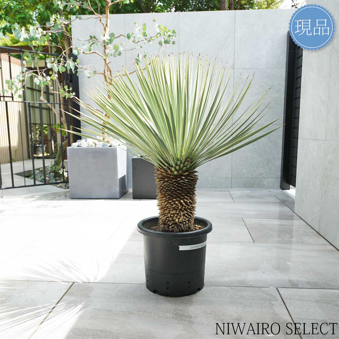 楽天市場】【現品】【マルデヌベス ロストラータver】ユッカ