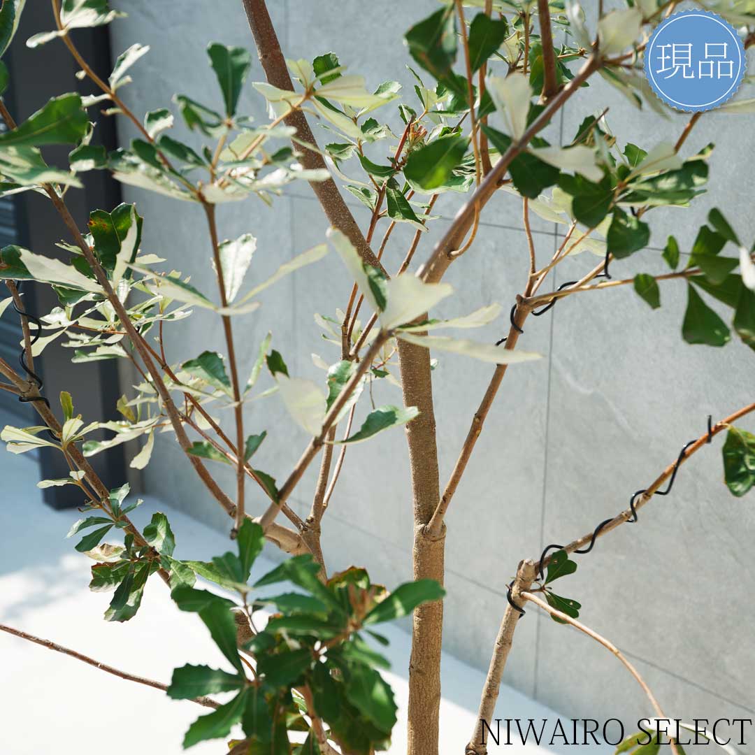 楽天市場】【現品】【バンクシア】コーストバンクシア オージー