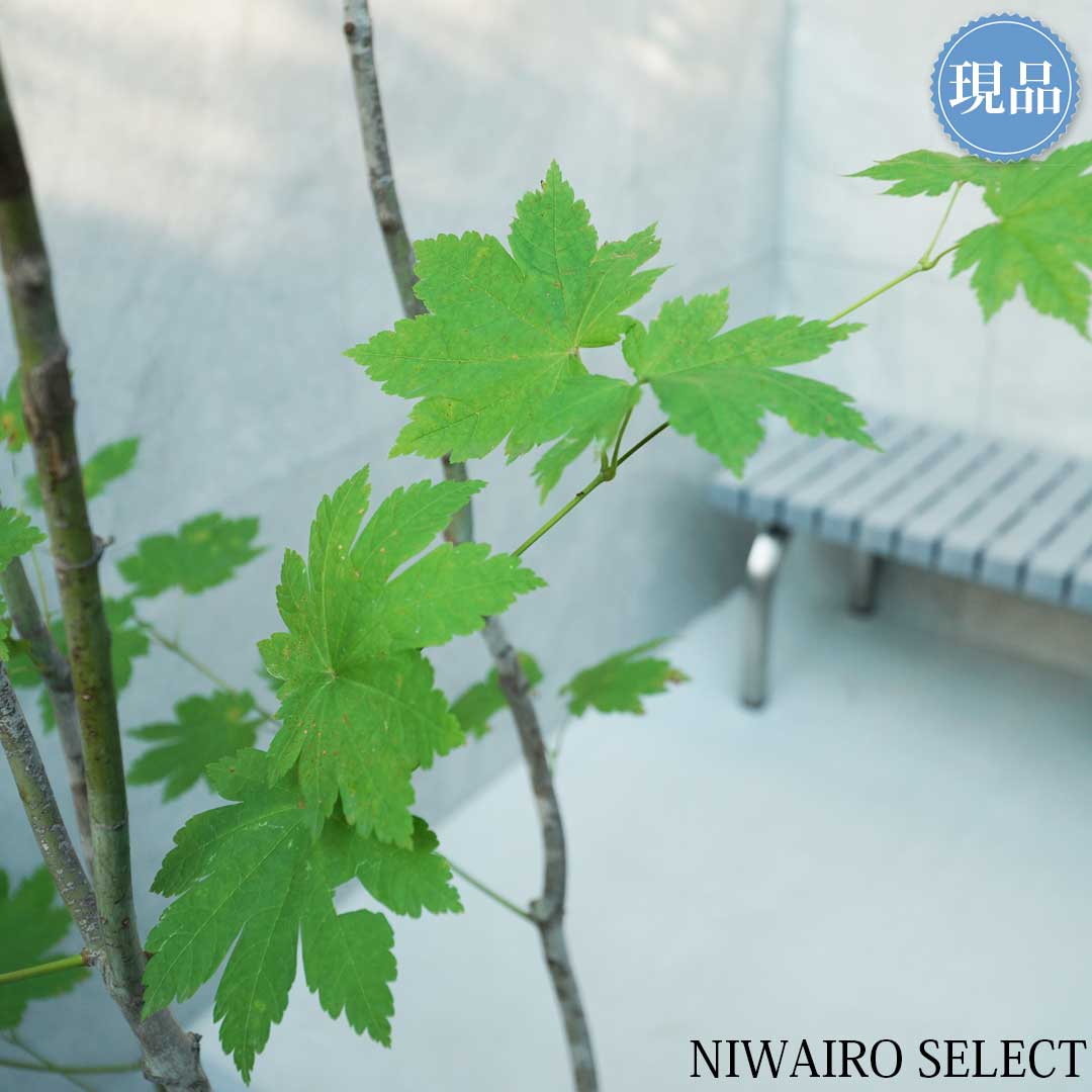 楽天市場】【現品】山採り【ハウチワカエデ】羽団扇楓 株立ち 自然風樹