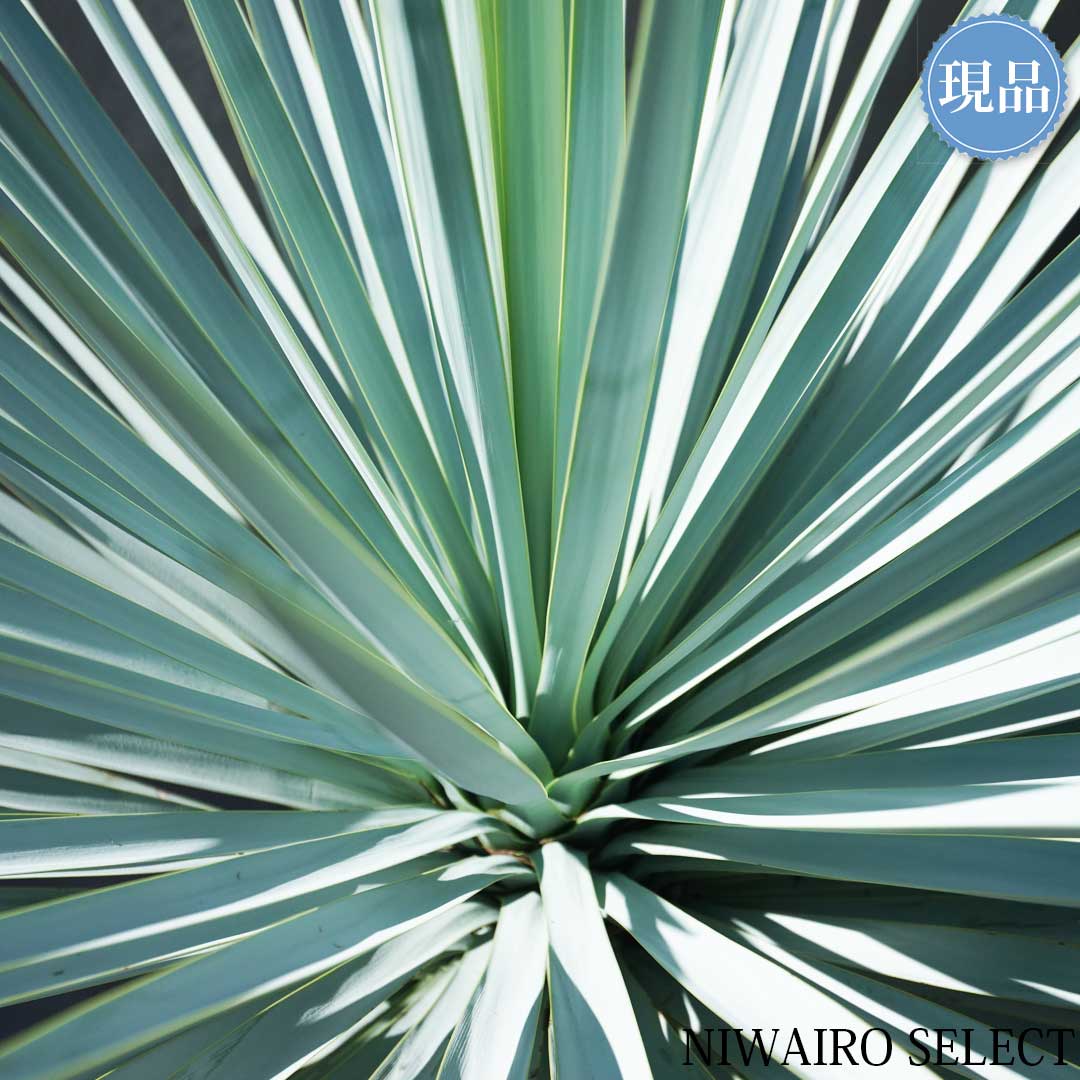 楽天市場】【現品】【マルデヌベス リギダver】ユッカ ハイブリッド