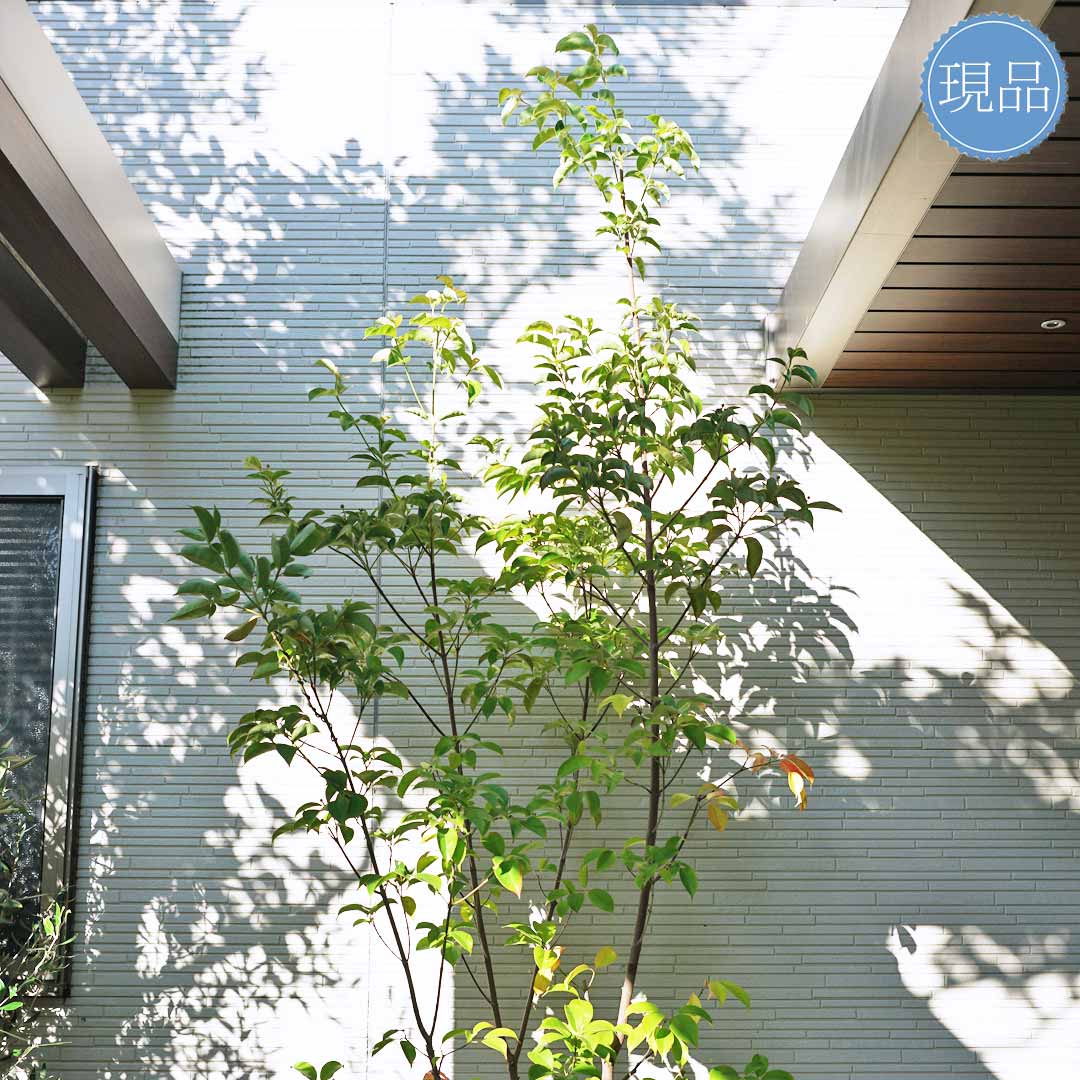 楽天市場】【常緑ヤマボウシ】山法師 ホンコンエンシス 月光 本株立ち