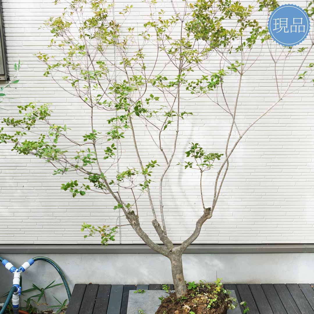 シルエット抜群。山採りドウダンツツジ。 シルエット抜群。山採り