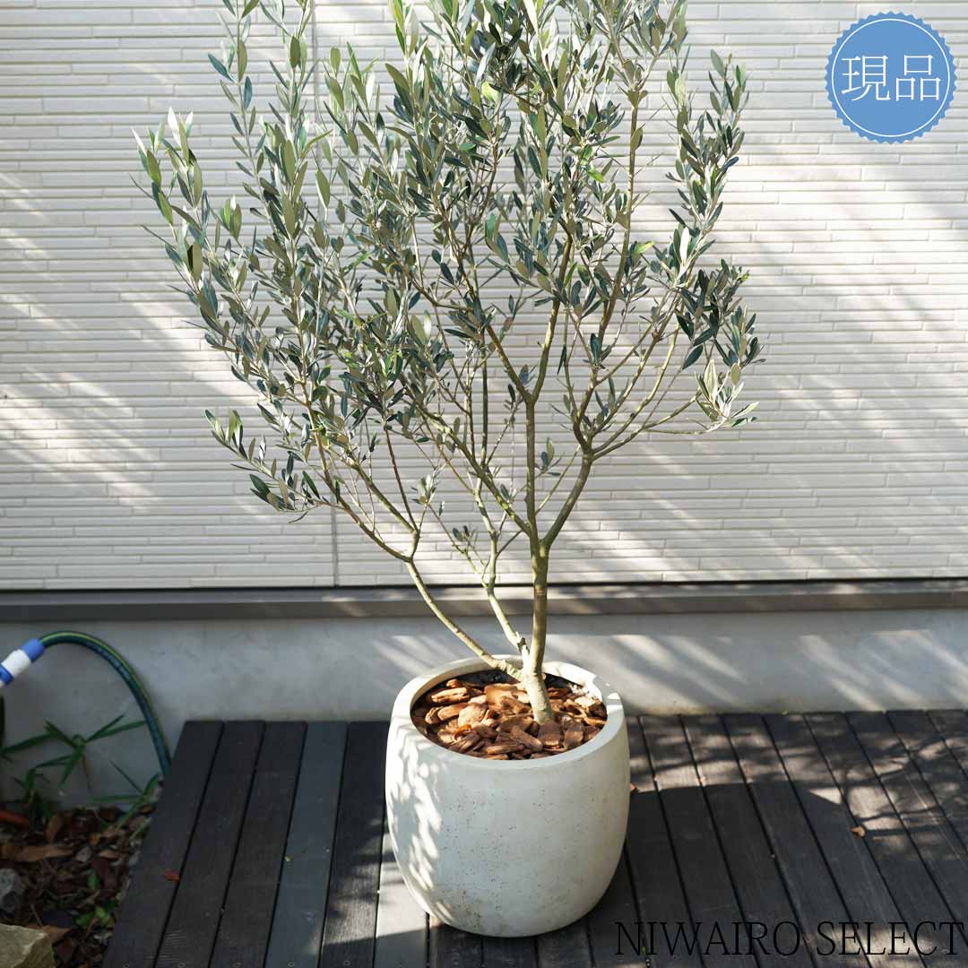 楽天市場】鉢植え【オリーブの木】モライオロ 自然風樹形 全高H≒155