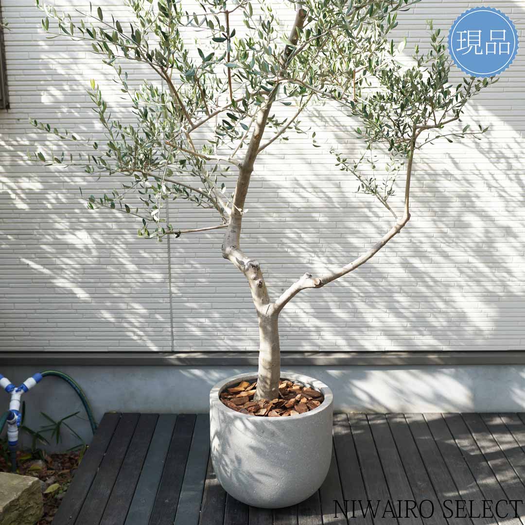 楽天市場】【現品】鉢植え【オリーブの木】フラントイオ 自然風樹形