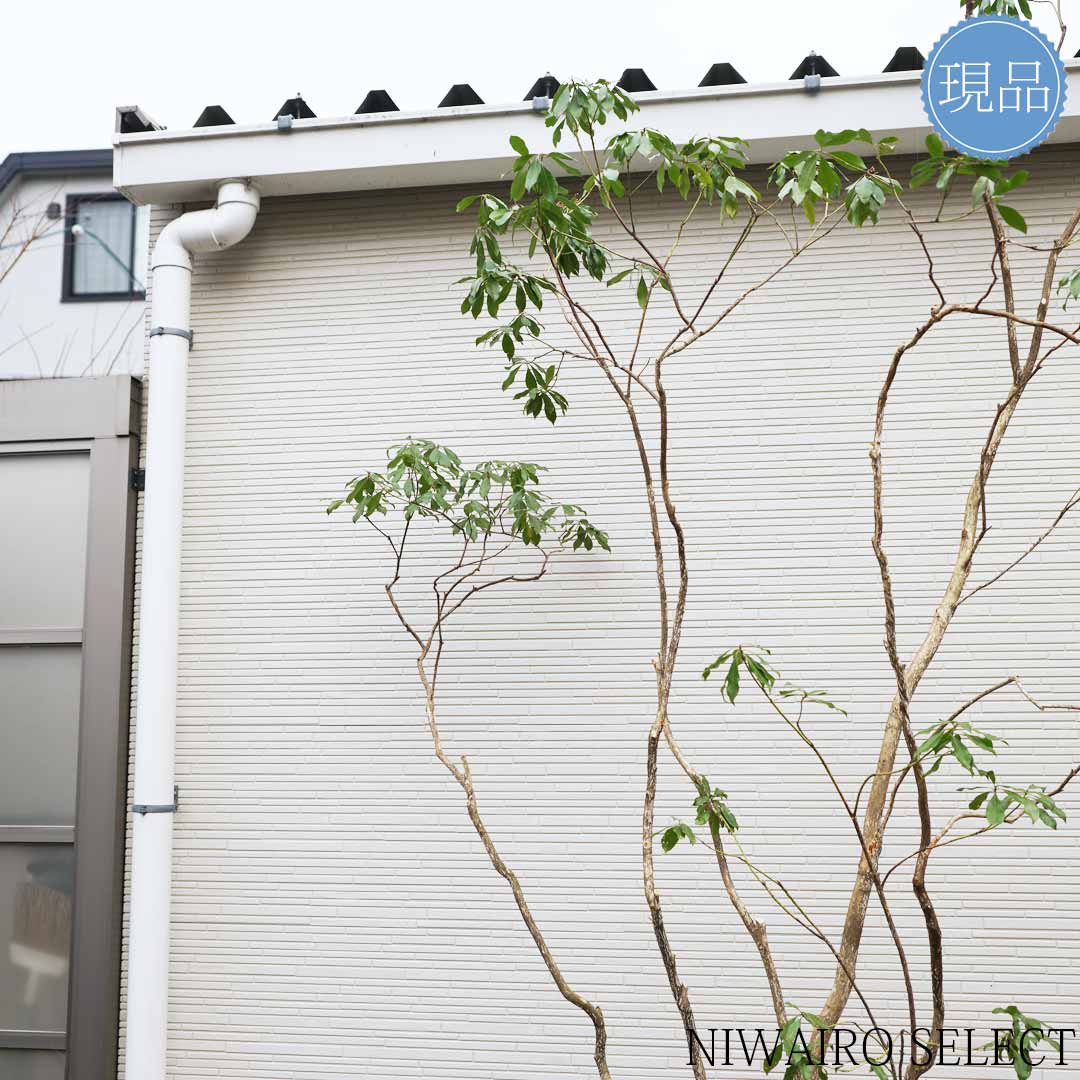 楽天市場】【現品】山採り【大型アセビ】白花 馬酔木 株立ち 自然風樹