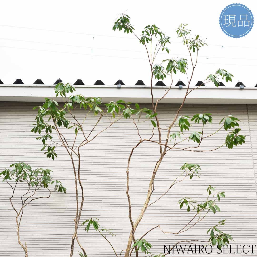 楽天市場】【現品】山採り【大型アセビ】白花 馬酔木 株立ち 自然風樹