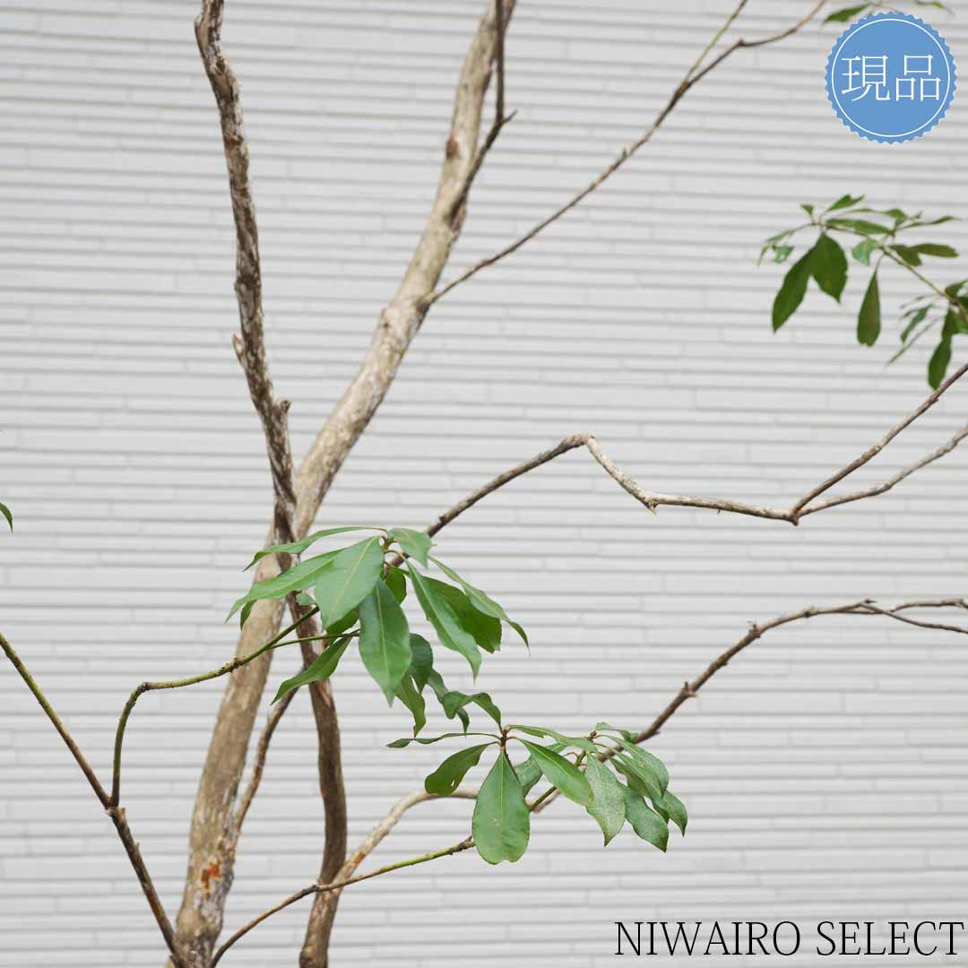 楽天市場】【現品】山採り【大型アセビ】白花 馬酔木 株立ち 自然風樹