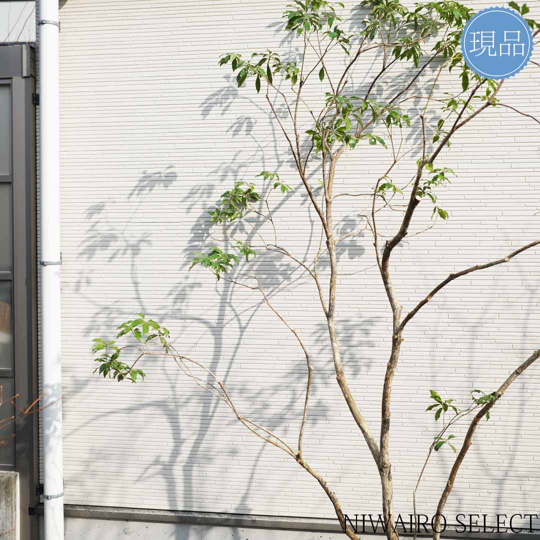 楽天市場】【現品】山採り【大型アセビ】白花 馬酔木 株立ち 自然風樹