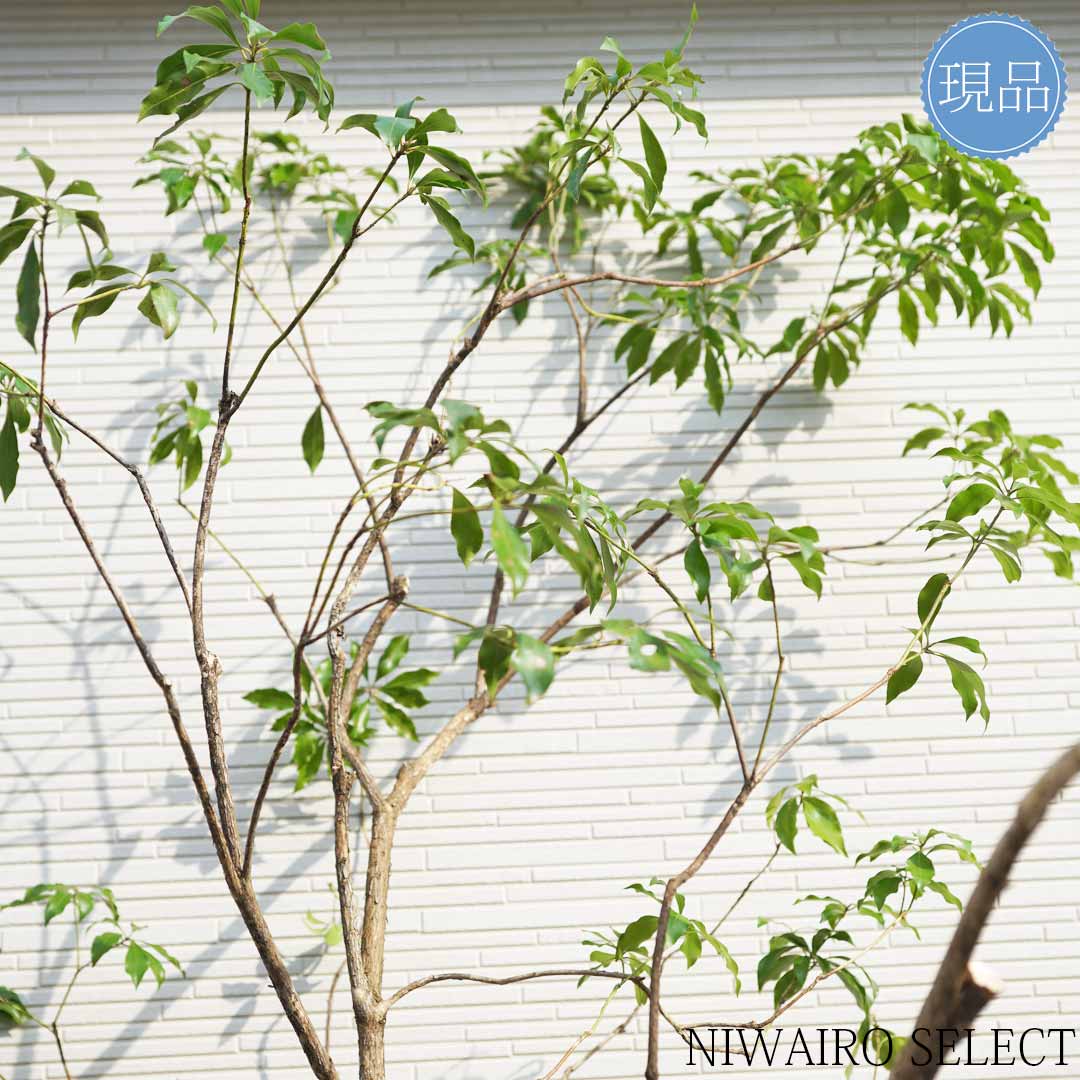 楽天市場】【現品】山採り【大型アセビ】白花 馬酔木 株立ち 自然風樹