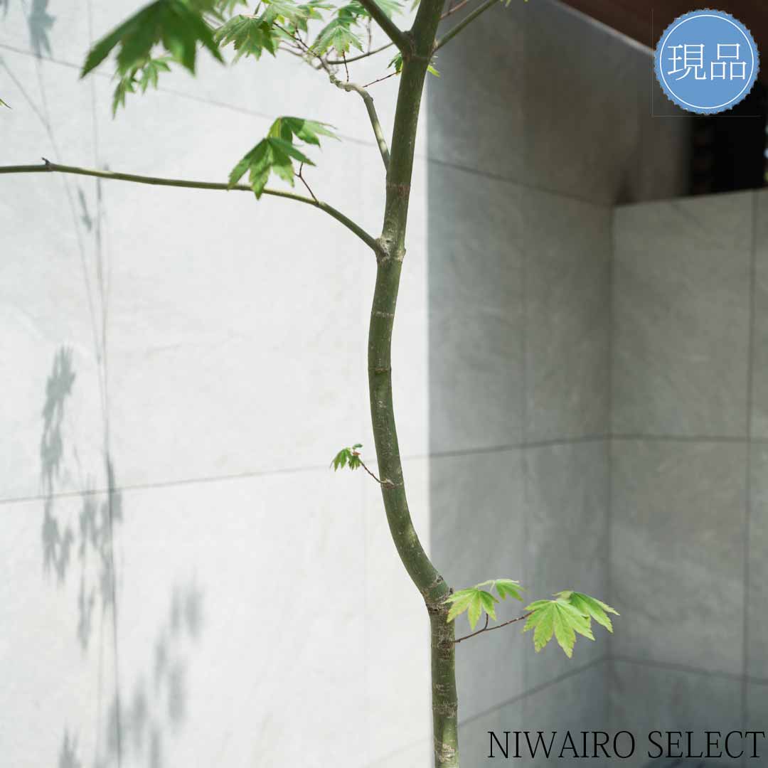 楽天市場】【現品】山採り【コハウチワカエデ】小羽団扇楓 自然風樹形