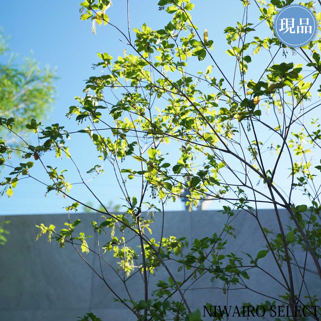 楽天市場】【現品】山採り【アブラツツジ】アブラドウダンツツジ 油