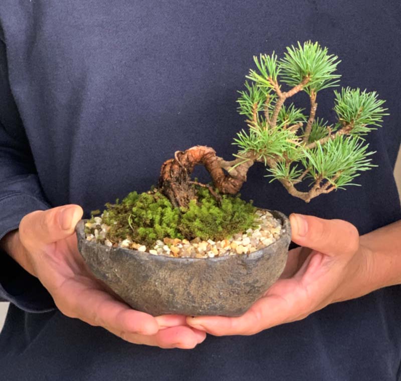 楽天市場】盆栽 五葉松 ゴヨウマツ くらま岩風鉢 鞍馬 ミニ盆栽
