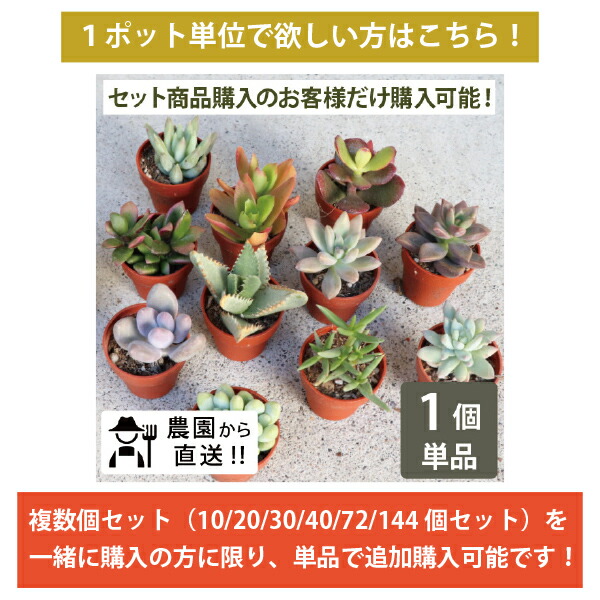 楽天市場】多肉植物 1寸 (1号 3cmポット) ケース売り 72個～216個