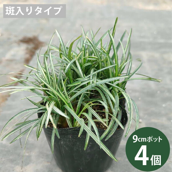 楽天市場】タマリュウ 3色セット 玉竜 斑入り玉竜 黒竜 7.5-10.5cm 3色