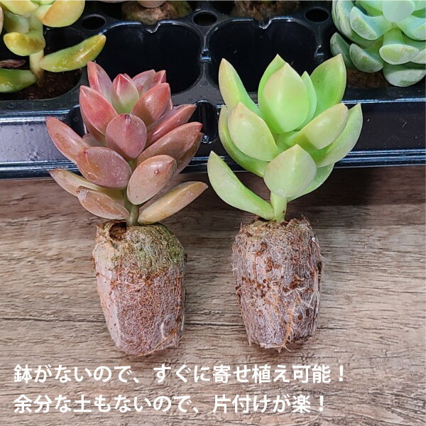 楽天市場】多肉植物 プラグ苗 128個 Sサイズ 多肉 セット 苗 ノ寄せ