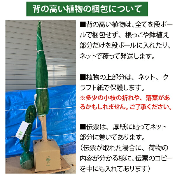 楽天市場】［生産者直送］ココスヤシ 株立ち(3本立ち) 樹高約60cm 耐寒